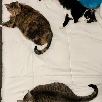 Xena, Sophie, & Midna